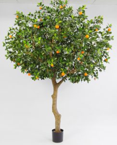 Orange Tree (1160-350)