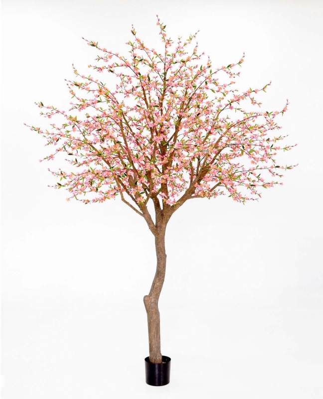 Cherry Blossom (1214-350)