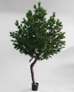 Pinus Tree (13-330)