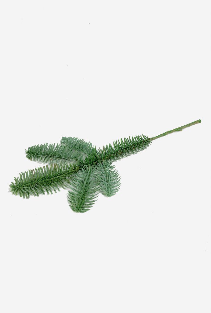 King Picea (5862)