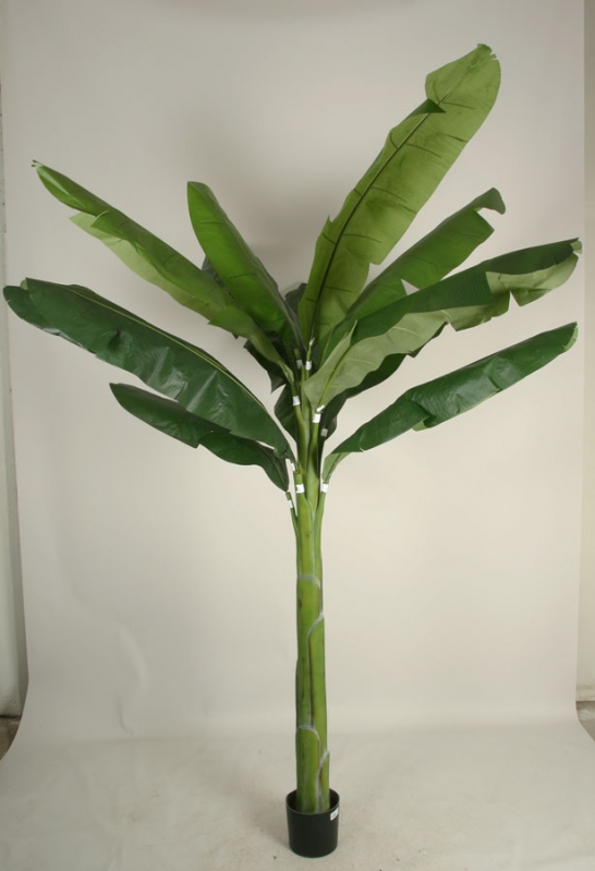 Banana Palm (1245-230)