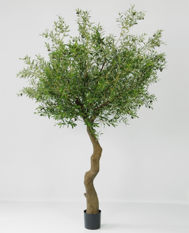 Olive Tree (1146)