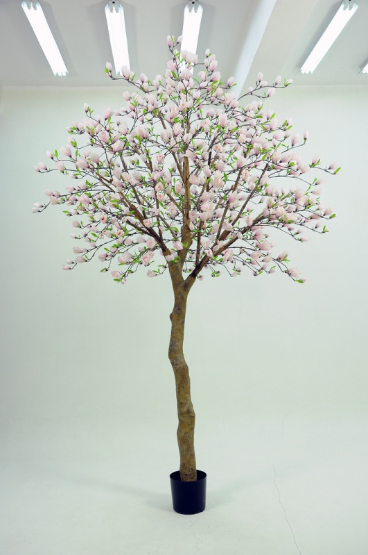 Magnolia Tree (1251-350)