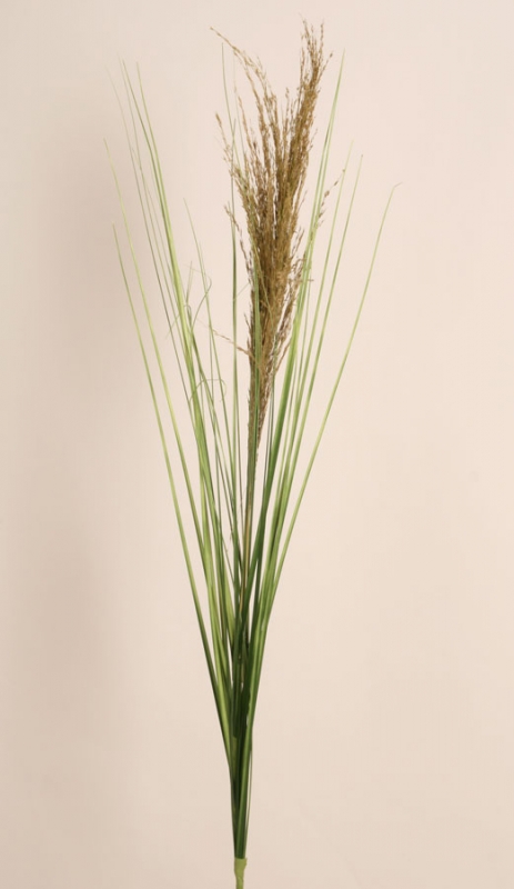 Ornamental Grass (2328)