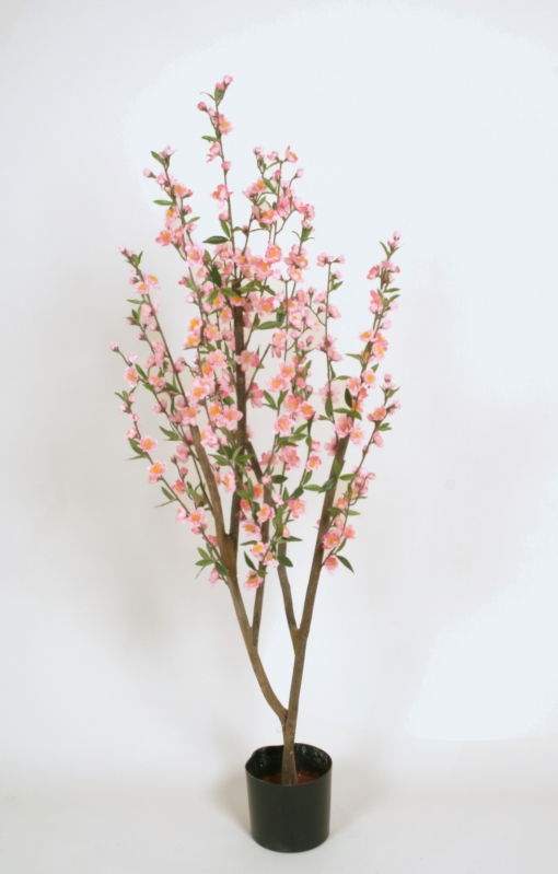 Cherry Blossom (1214)