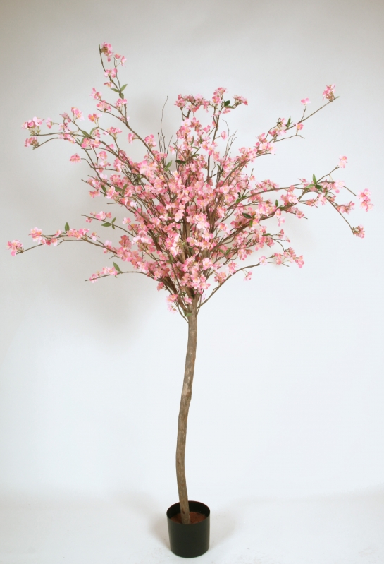 Cherry Blossom (1239-150)