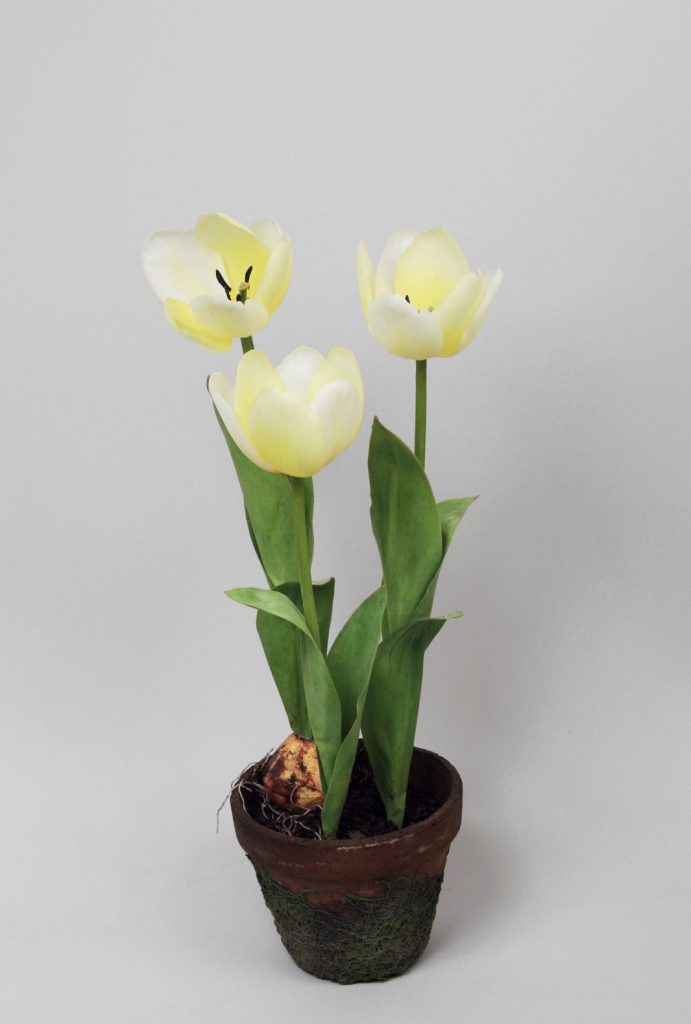 Tulip In Pot (6834)