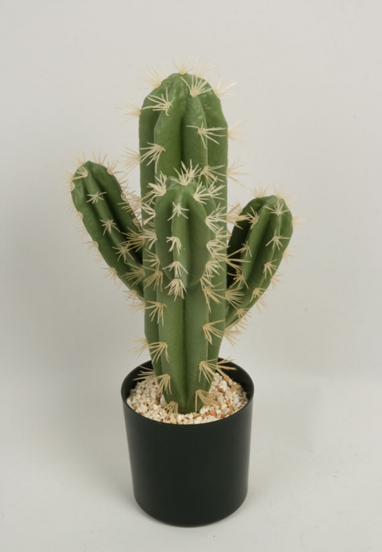 Cactus (81)