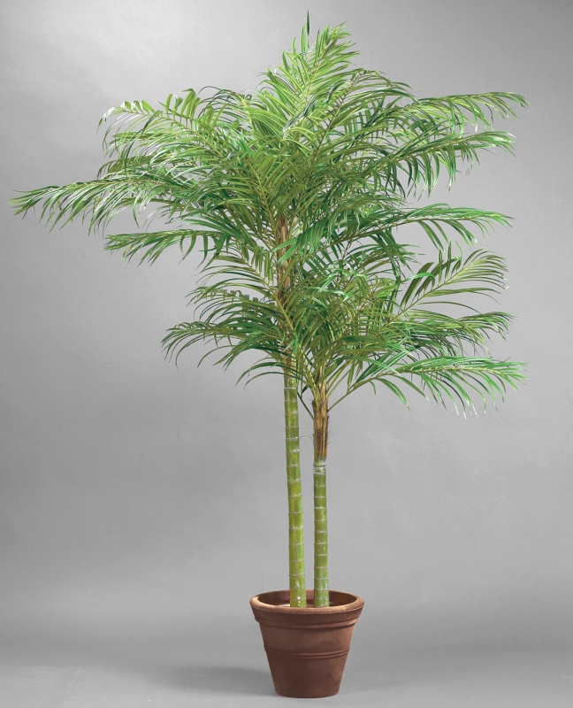 Areca Palm (66)